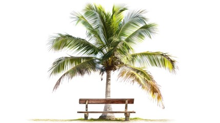 Fototapeta premium A lone wooden bench beneath a tropical palm tree