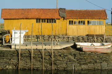 Huitre, Ostrea edulis, Port ostreicole, La Tremblade, 17, Charente Maritime, France