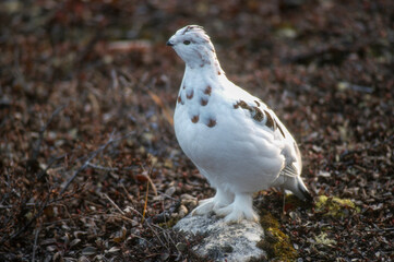 Lagopède alpin,.Lagopus muta, Rock Ptarmigan