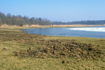 Sanglier; Sus scofa;  bauge; région Champagne-Ardenne; Parc naturel régional de la forèt...