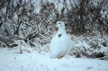 Lagopède alpin,.Lagopus muta, Rock Ptarmigan