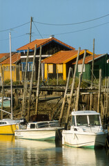 Huitre, Ostrea edulis, Port ostreicole, La Tremblade, 17, Charente Maritime, France