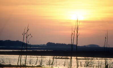 Grand cormoran; coucher de soleil; lac d'Orient; Parc naturel régional de la forét d'Orient; region Champagne Ardennes; 10, Aube, France