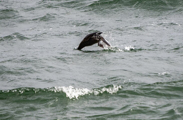 Obraz premium Otter swimming in the loch