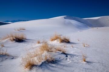Tall grass growing in the dunes of the White Sands National Monument.  It is in the northern Chihuahuan Desert in the U.S. state of New Mexico