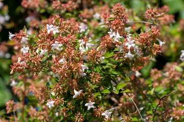 Abélia en fleurs