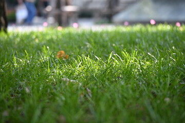 green grasses field in stadium