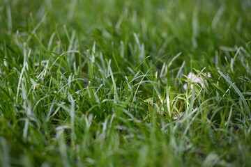green grasses field in stadium