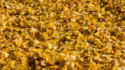 Autumn vibes. Bed of ginkgo yellow leaves as background