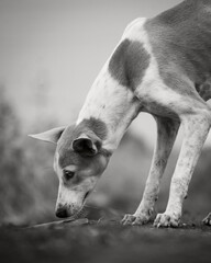 portrait of a dog