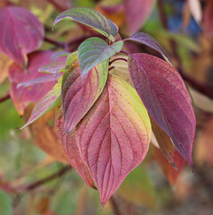 Colorful red green autumn tree shading leaves