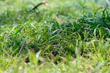 Grass - close up detail of grass with blur background