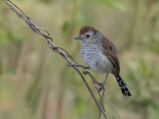 Rufous-capped Antshrike closeup portrait on blur background