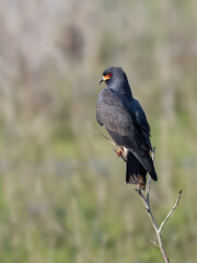 Snail Kite on tree branch against blur background