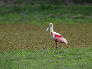Roseate Spoonbill foraging on a grassy field, showcasing its distinctive pink plumage and unique spoon-shaped bill