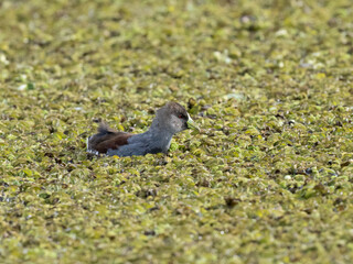 Spot-flanked Gallinule standing on the pond covered with dense vegetation
