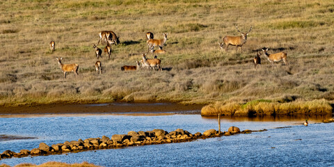 Views around the Isle of Mull, Scotland