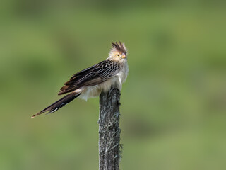 Guira Cuckoo on fence post against green background