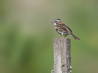 Rufous-collared Sparrow on fence post against green background