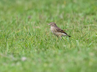 Obraz premium Female Spectacled Tyrant foraging on the grass
