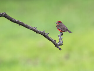 Vermilion Flycatcher on tree branch against green background