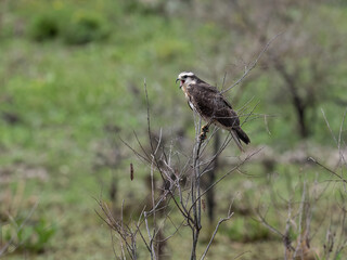 Snail Kite on tree branch against green background