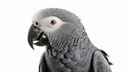Obraz premium African Grey Parrot on white background isolated