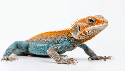 Fototapeta premium Agama Lizard on white background isolated