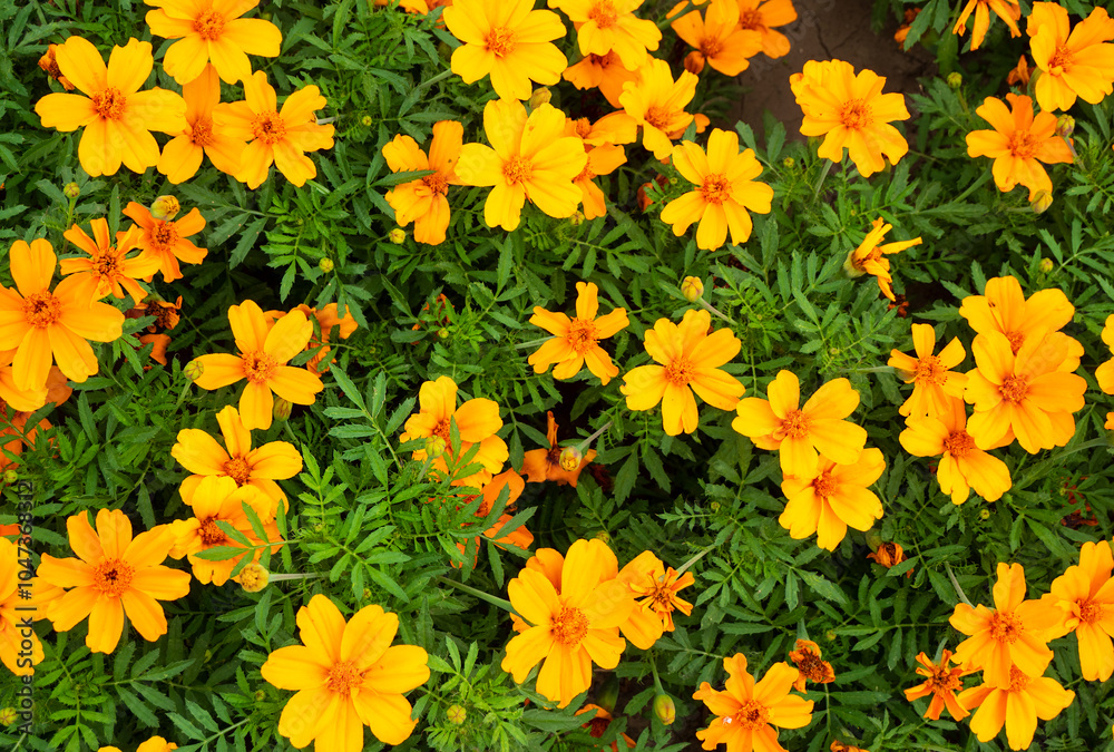 Aufkleber Background of autumn marigolds.
Marigolds complement the Golden Autumn range with their yellow color.
