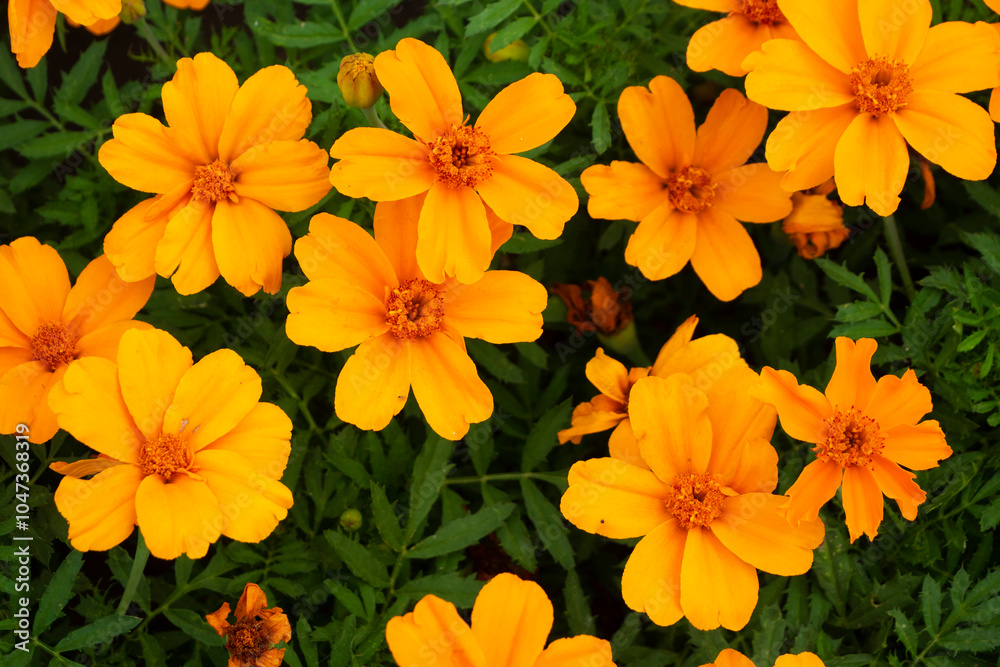 Aufkleber background of autumn marigolds. marigolds complement the golden autumn range with their yellow color