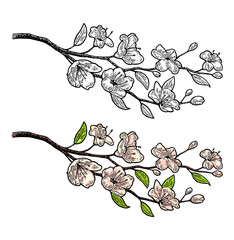 Sakura blossom. Cherry branch with flowers and bud. Vector color vintage engraving illustration. Isolated on white background.