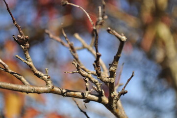 a branch of a tree