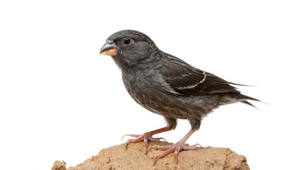 black chick Finch male on white background isolated