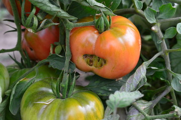 a tomato plant with a few damaged tomatoes growing on it    