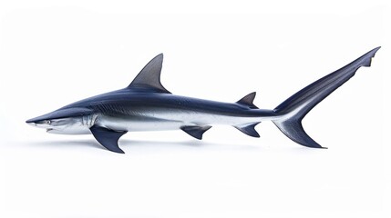 Obraz premium Blacktip Shark Swimming with Open Mouth