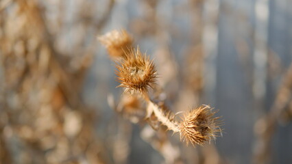 
репейник на фоне металического забора с размытым фоном 
repeynik na fone metalicheskogo zabora s razmytym fonom
burdock on the background of a metal fence with a blurred background