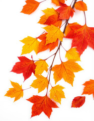 Fototapeta premium artificial autumn foliage made of plastic on a white background