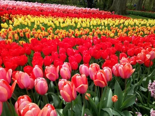 Gordijnen field of tulips © Ervin