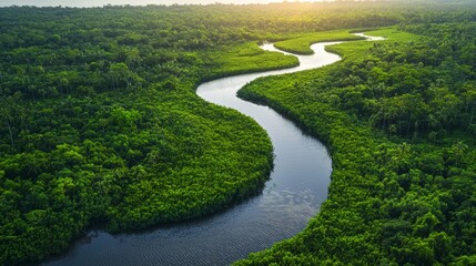 Aerial View of a Winding River Through Lush Green Rainforest