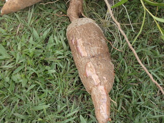 carrots on the ground