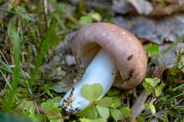 Edible mushroom Russula with a pink hat close-up in autumn 
