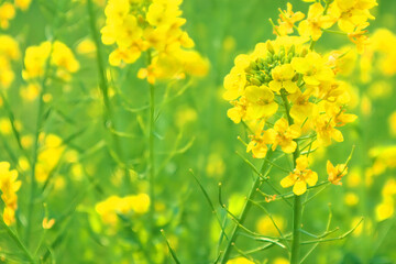 Obraz premium 菜の花畑、アブラナ、canola flower、春の花、黄色い花、コピースペース