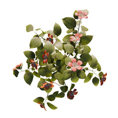 Hibiskus - top view - transparent background - 3d rendering © Nevena
