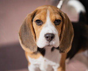 Close up of a beagle puppy standing on the sidewalk. Portrait of a young beagle dog. The dog looks to the camera. Outdoor photo.