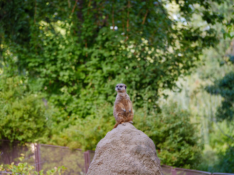Erdm&auml;nnchen auf einem Stein