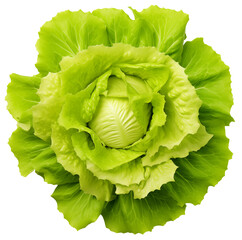 Fresh green lettuce, isolated on a transparent background