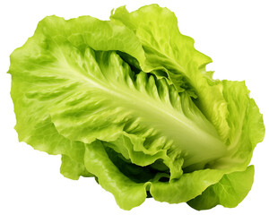 Fresh green lettuce, isolated on a transparent background