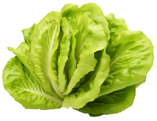 Fresh green lettuce, isolated on a transparent background