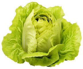 Fresh green lettuce, isolated on a transparent background