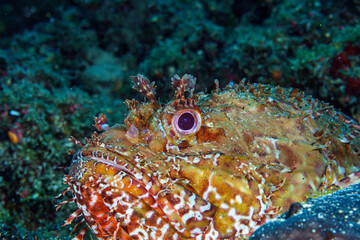 coral reef and fish